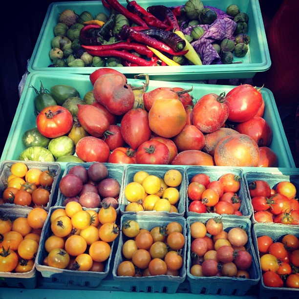 ScatterGoodFarm_KatherineWhitaker008