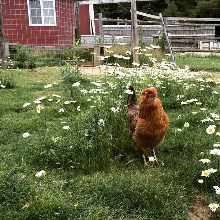 ScatterGoodFarm_KatherineWhitaker019