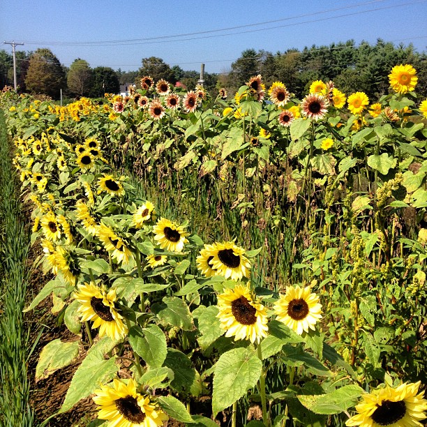 ScatterGoodFarm_KatherineWhitaker020