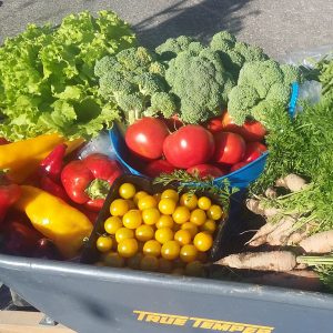 garden-produce-in-wheel-barrow-photo-e1523461013850