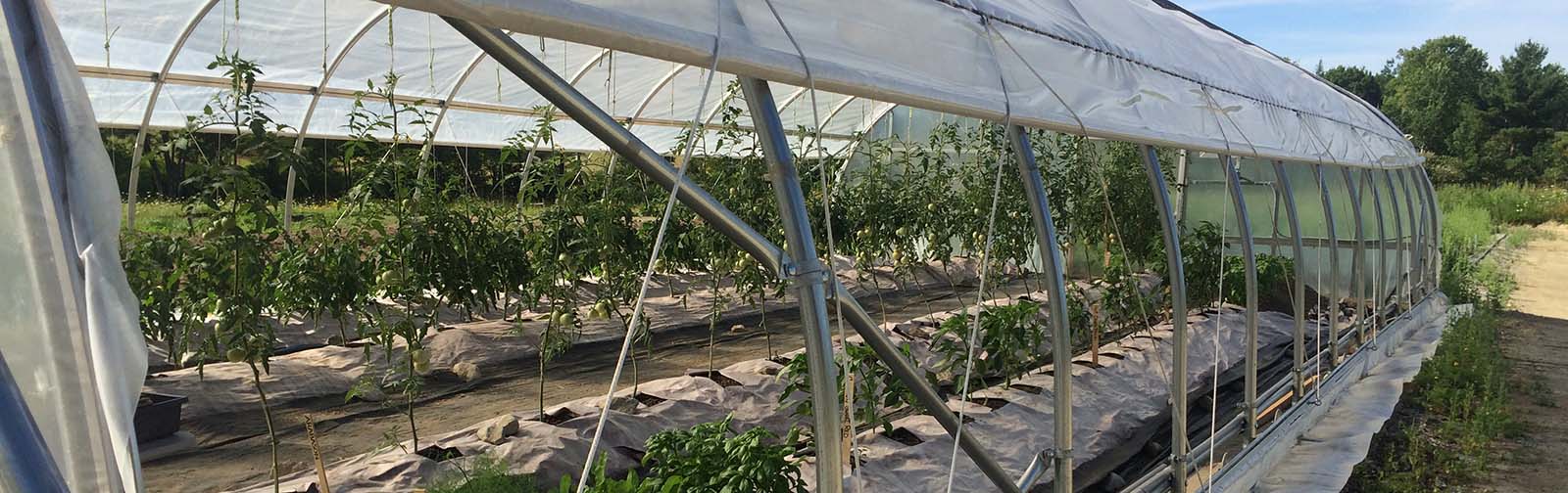 greenhouse-long