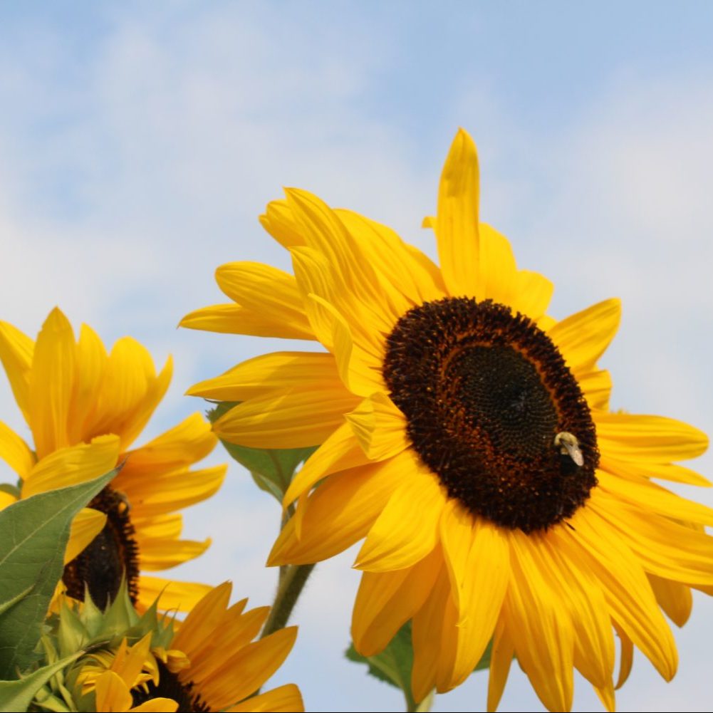 sunflowerheads